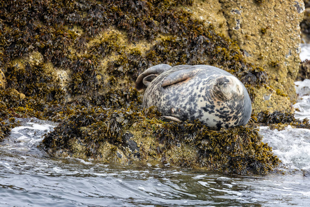 Divertido primer plano de la foca con expresión serena - tomada en las Islas Farne, Northumberland, Reino Unido - Foto, Imagen