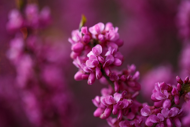 pink flowers of cercis at sunset - Фото, зображення
