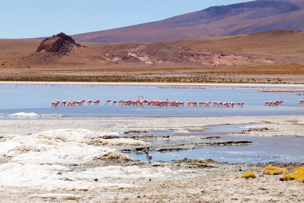 Laguna Hedionda flamencos, Bolivia. Vida silvestre andina. Laguna boliviana - Foto, Imagen