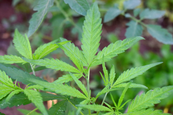 Zbliżenie zielonych liści marihuany na rozmytym tle natury w ogrodzie. - Zdjęcie, obraz