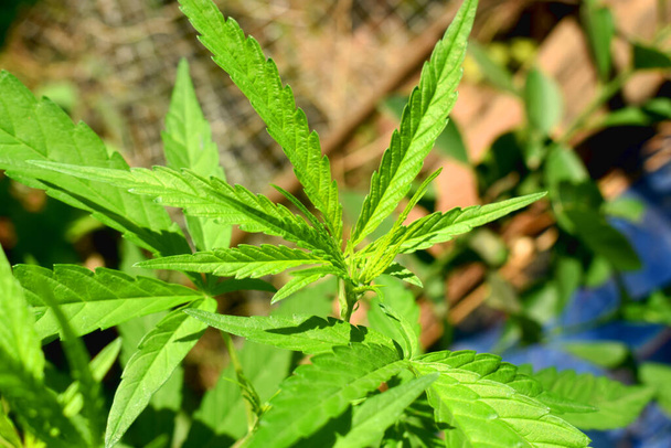 Close-up of green Cannabis leaves on a sunny day in a backyard garden in the countryside of Thailand. - Photo, Image