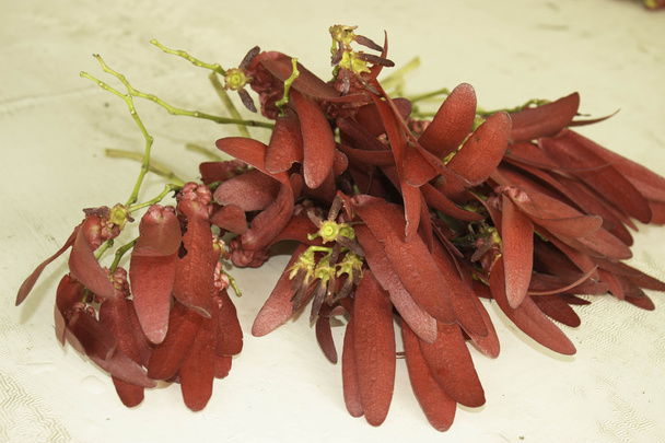 Dipterocarpus intricatus fleurs rouges sur vieux bois
. - Photo, image