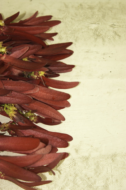 Dipterocarpus intricatus red flowers on old wood. - Photo, Image