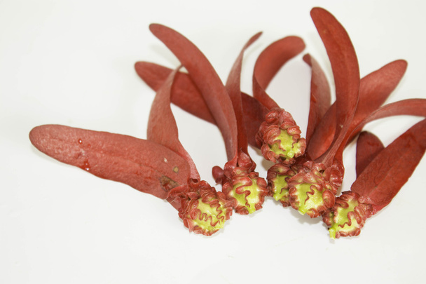 Dipterocarpus intricatus červené květy na bílém pozadí. - Fotografie, Obrázek