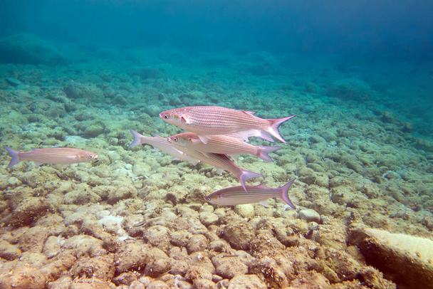 Dicklippenbarbe - (Chelon labrosus), Unterwasserszene im Mittelmeer - Foto, Bild