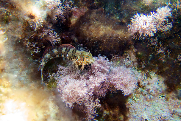 Sfinge pesce blenny, scena subacquea - (Aidablennius sphynx) - Foto, immagini