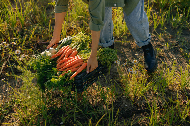 Κοντινό πλάνο του αγρότη που κρατάει καλάθι με βιολογικά καρότα μόλις μαζεύτηκε από το χωράφι. Υψηλής ποιότητας φωτογραφία - Φωτογραφία, εικόνα