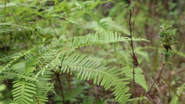 Gleichenia dicarpa που αναπτύσσεται άφθονα σε περιοχές ελαιοδένδρων φυτειών φοινίκων                  - Φωτογραφία, εικόνα