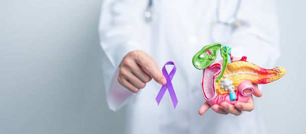 Lekarz trzymający fioletową wstążkę z ludzkim modelem trzustki dla wsparcia raka trzustki listopadowy miesiąc świadomości, zapalenie trzustki, układ pokarmowy, Światowy Dzień Raka i koncepcja zdrowia - Zdjęcie, obraz