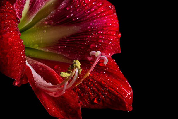 Vibráló piros amaryllis virág fekete háttér, bemutató finom szépség a természetben. - Fotó, kép