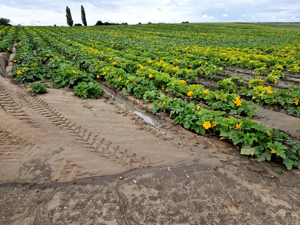 Kurpitsat ja kesäkurpitsa viljellään pellolla riveissä kuin perunat. kastelu suoritetaan sprinklerit. keltainen kukinnan vihannesteline - Valokuva, kuva