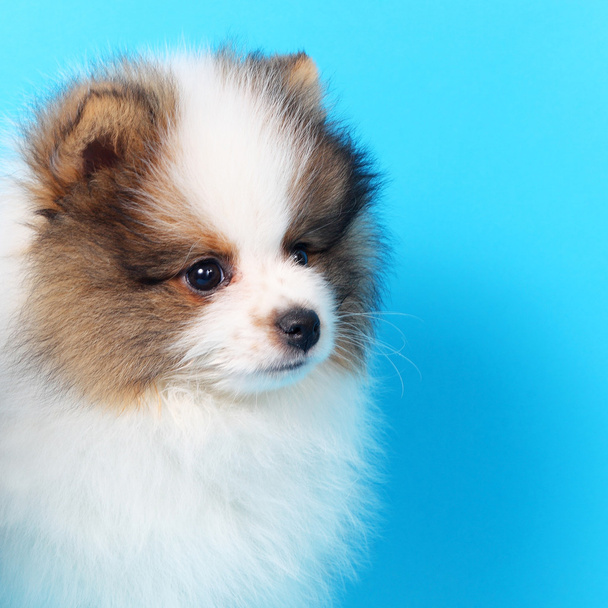 Little spitz puppy - 写真・画像