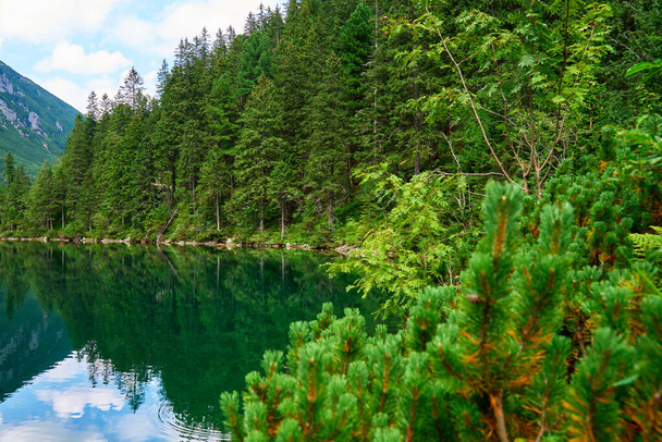 Spruce forest near blue lake in mountains. Tatra National Park in Poland. Panoramic view on Morskie Oko or Sea Eye lake in Five lakes valley. Nature landscape - Photo, Image
