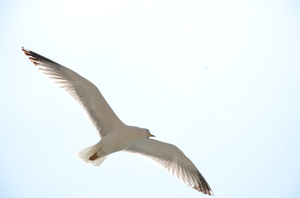 White seagull - Foto, Imagem
