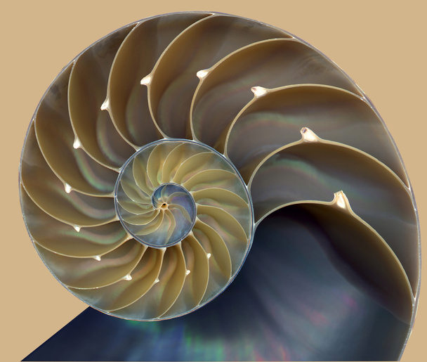 Nautilus shell patroon - Foto, afbeelding