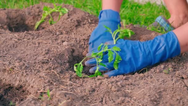As mãos em luvas de borracha plantam mudas brotadas de tomate no solo da horta, close-up. Imagens 4k de alta qualidade - Filmagem, Vídeo