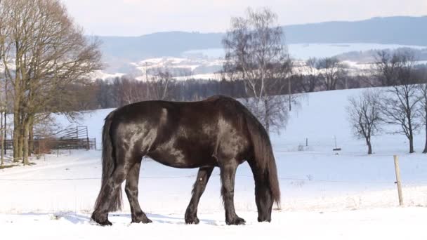 Koń fryzyjski w pejzażu zimowym - Materiał filmowy, wideo