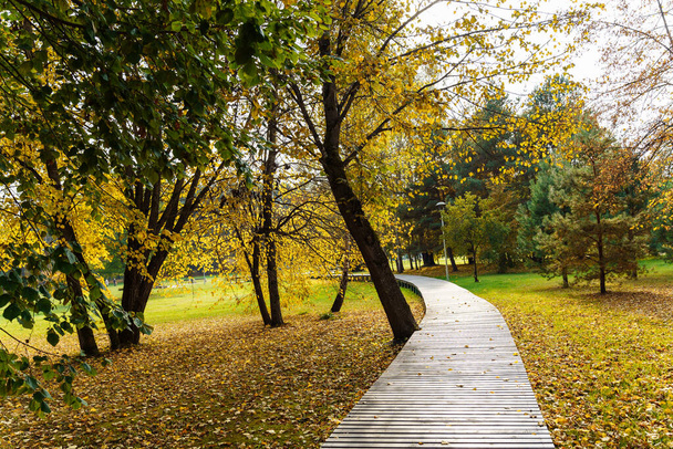 Sendero de madera para caminar en el parque en otoño entre hojas caídas y árboles amarillentos. - Foto, Imagen