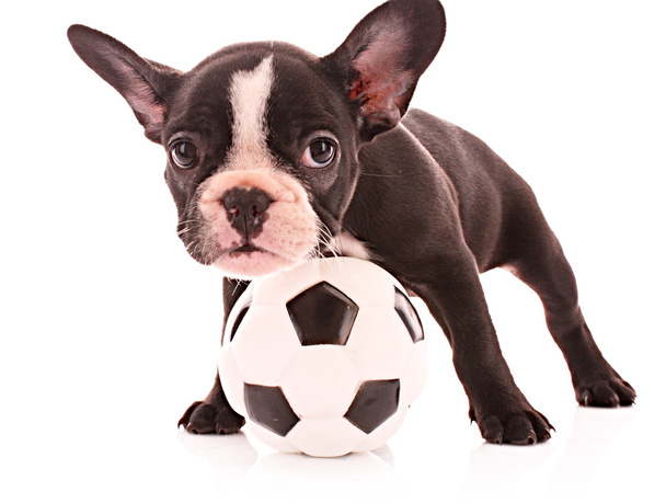 Young bulldog with ball isolated on white - Zdjęcie, obraz