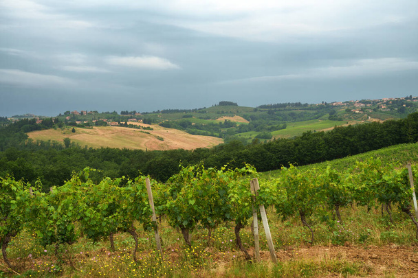 Viñedos de Chianti cerca de Poggibonsi, provincia de Siena, Toscana, Italia, en verano - Foto, Imagen
