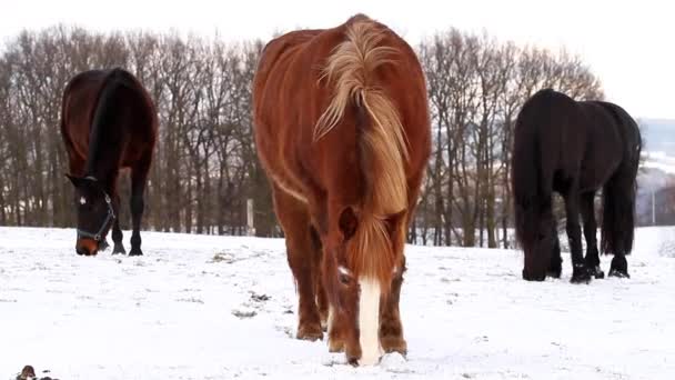 Pâturage des chevaux en hiver
 - Séquence, vidéo