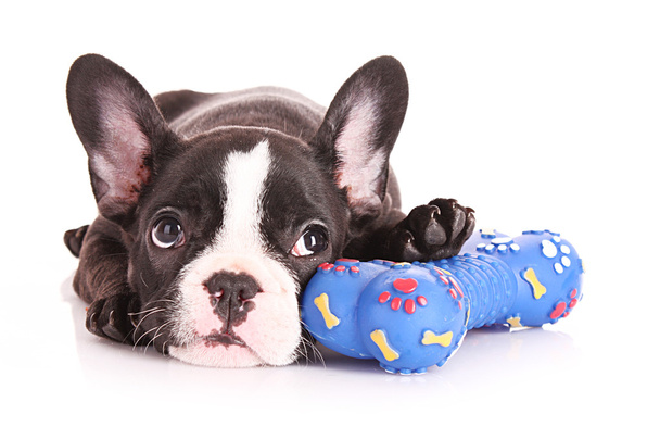 Young bulldog with toy isolated on white - Φωτογραφία, εικόνα