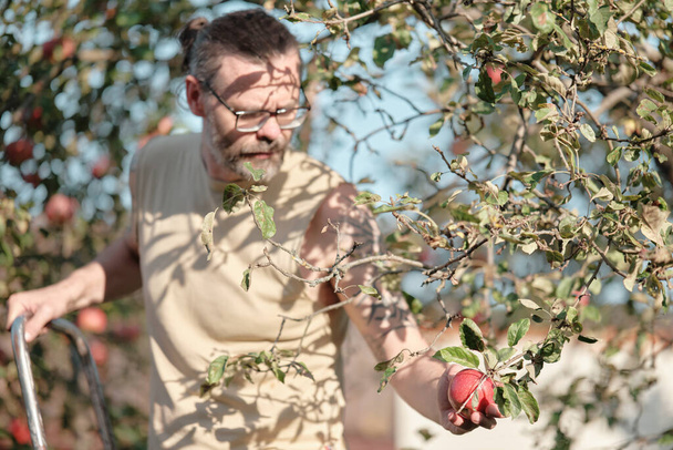 O homem escolhe maçãs de uma árvore no jardim. Colheita de outono, jardinagem. - Foto, Imagem