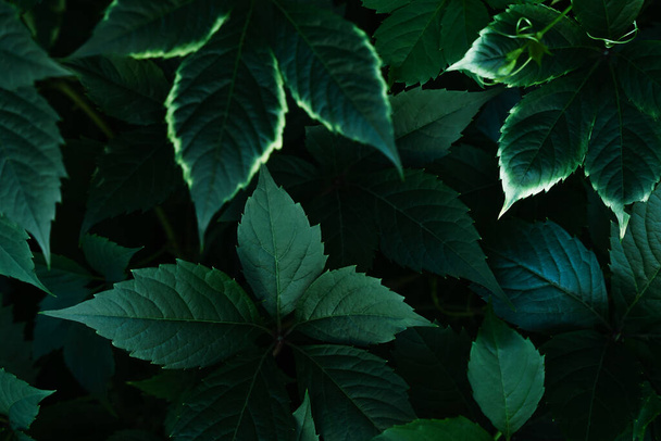 Природний фон зеленого листя. Вибірковий фокус. - Фото, зображення