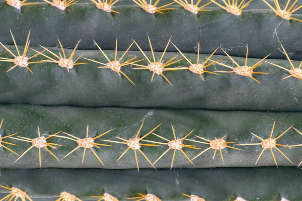 Agujas de un cactus verde suculento de cerca. brillante textura detallada de un primer plano de cactus, agujas de cactus sobre un fondo verde. - Foto, Imagen