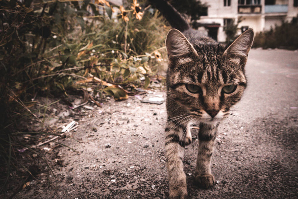 ウクライナとの戦争でロシア軍によって破壊された破壊された住宅街の遺跡の中で,街の通りで非常に悲しい目で放棄された猫. 野生動物, 運命によって台無しに. - 写真・画像
