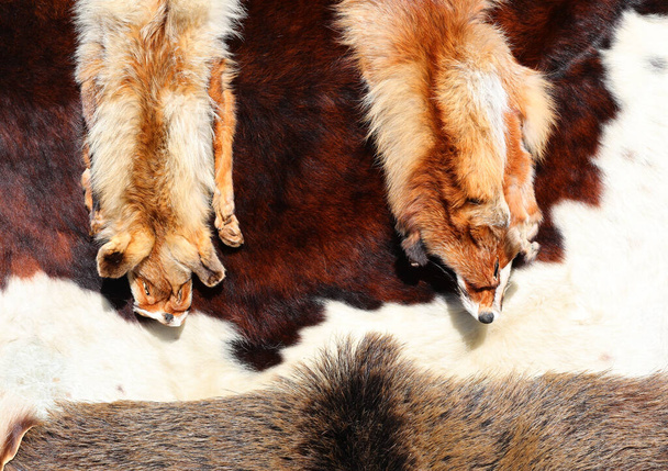高級毛皮店の2つの皮をむいたフォックス毛皮および他の動物の皮 - 写真・画像