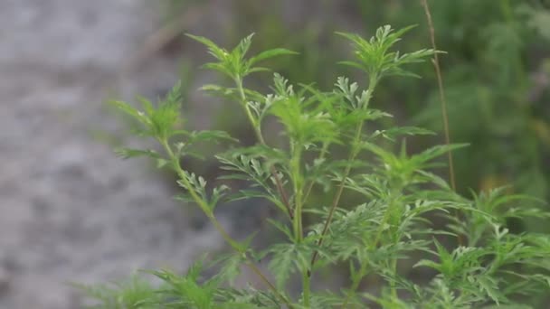 Macro βίντεο συλλαμβάνει το στάδιο ανθοφορίας της Ambrosia artemisiifolia, ένα αλλεργικό έναυσμα ζιζανίων και θάμνων ζιζανίων των οποίων η γύρη προκαλεί αλλεργίες. έννοια υγειονομικής περίθαλψης. - Πλάνα, βίντεο