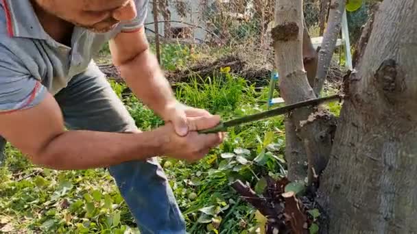 男は庭で果樹の大きな枝を航行し,病気や損傷した枝の衛生を実施し,サイドビュー,レンズアップ - 映像、動画