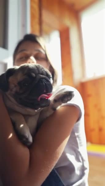 In the room, a pug puppy is being affectionately held by a sweet young lady on the floor. High quality 4k footage - Footage, Video