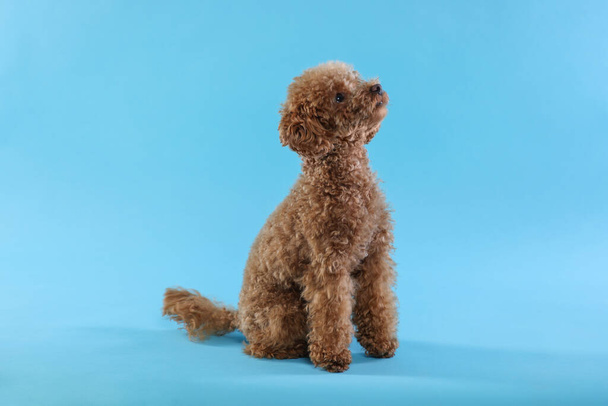 Cute Maltipoo dog on light blue background. Lovely pet - Foto, afbeelding