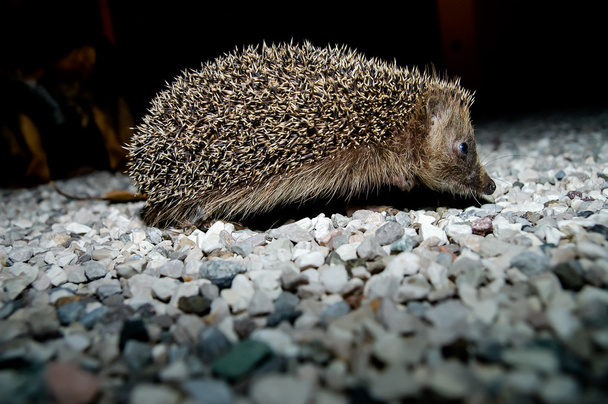 West European Hedgehog - Photo, Image