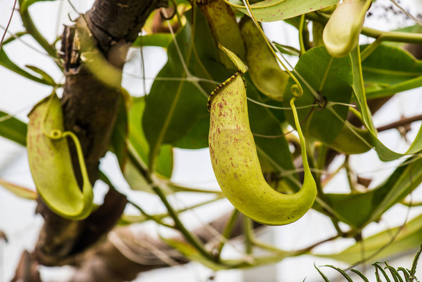 Pianta brocca o Monkey Cup su albero, Thailandia. - Foto, immagini