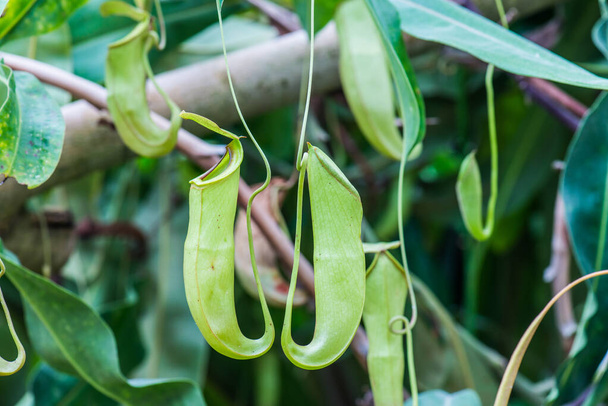 Pitcher Plant or Monkey Cup on Tree, Thailand. - Photo, Image