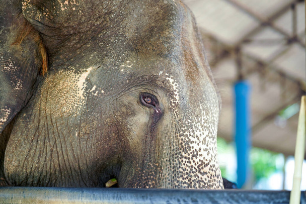 Крупный план и урожай больных слонов, страдающих воспалительным заболеванием глаз, ожидающих лечения в - Фото, изображение