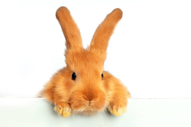 Un divertido conejo rojo se asoma sobre una hoja blanca de papel. - Foto, Imagen