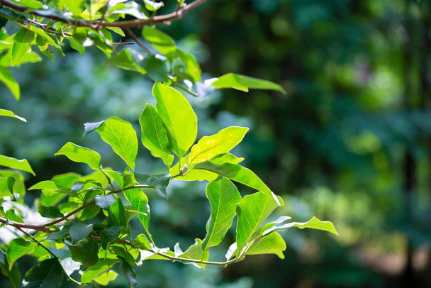 Sfondo naturale. Pianta di Eretia con foglie verdi. - Foto, immagini