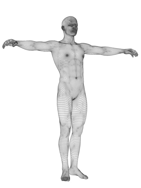 Anatomia feita de wireframe branco
 - Foto, Imagem