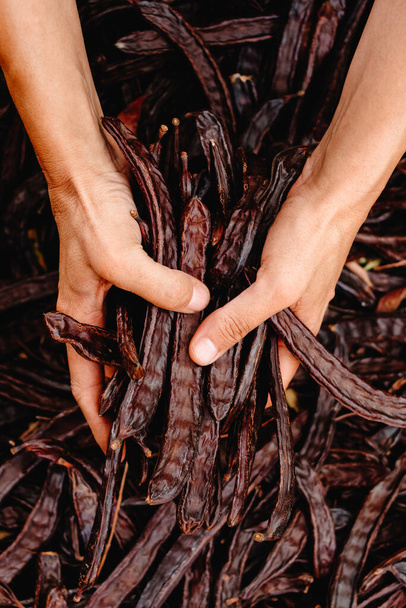 スペインでの収穫の間,熟したカルボブ豆の束を持つ慎重な農夫の閉鎖 - 写真・画像