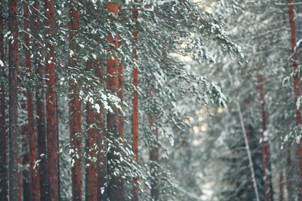 Pine  trees in winter forest - Photo, Image