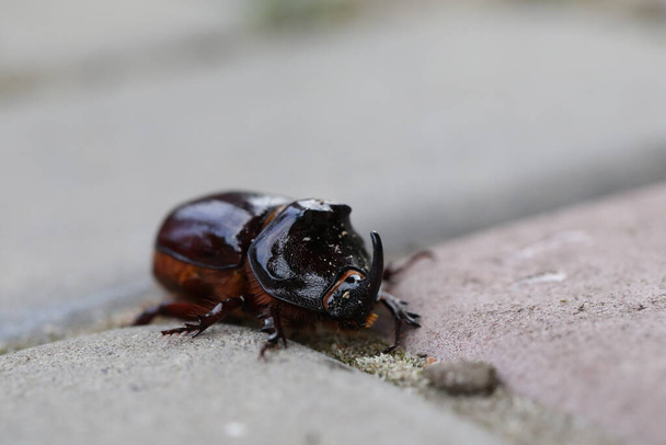 European rhinoceros beetle in nature. Live insect in the garden - Photo, Image
