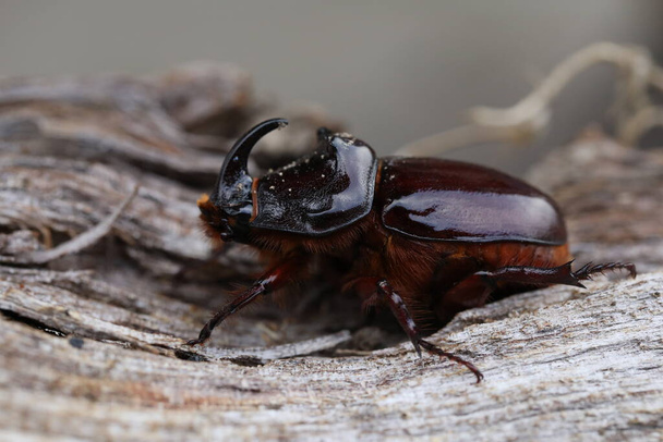 European rhinoceros beetle in nature. Live insect in the garden - Photo, Image