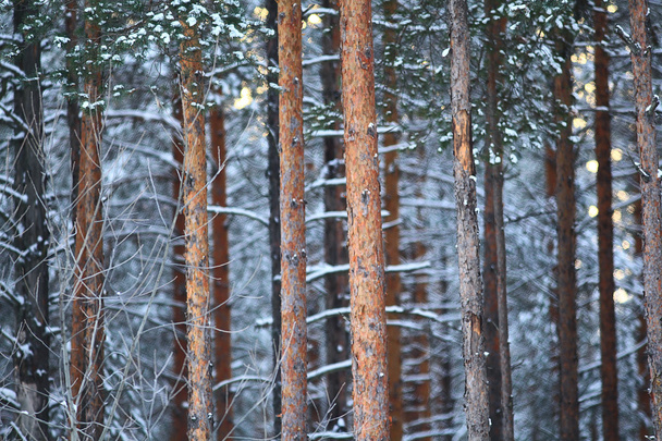 Pine  trees in winter forest - Фото, изображение