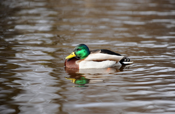 Duck - Photo, Image