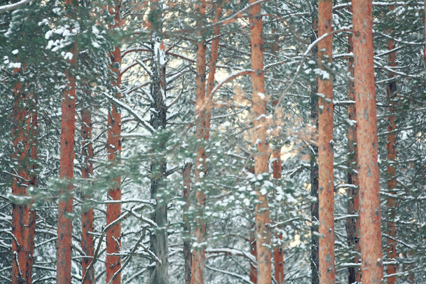 Pine  trees in winter forest - Zdjęcie, obraz