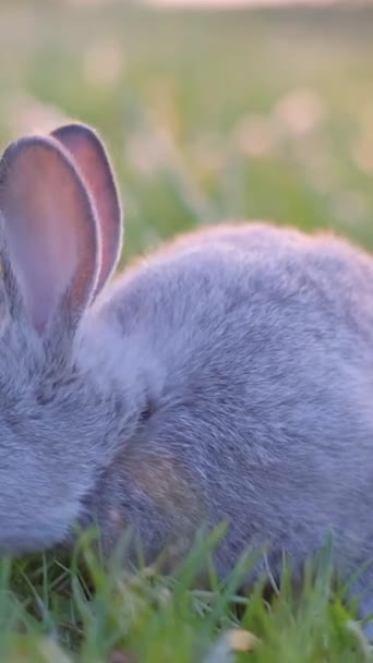 Un hermoso conejito gris en un prado verde come hierba. Conejo en el campo. Vídeo vertical - Imágenes, Vídeo